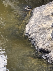 Thamnophis hammondii