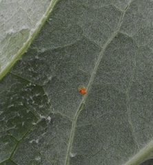 Coleosporium