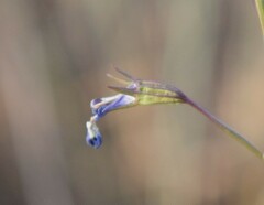 Lobelia erinus
