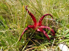 Clathrus archeri