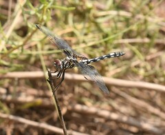 Dythemis fugax