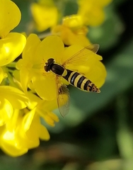 Sphaerophoria menthastri