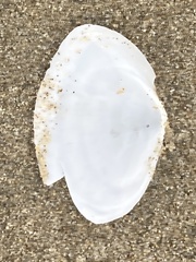 Rexithaerus secta