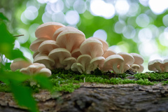 Pleurotus