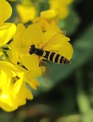 Sphaerophoria menthastri