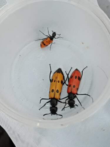 Four-spotted Blisterbeetle, Baymakskiy rayon, Bashkortostan, Russia, photo 8 of 10