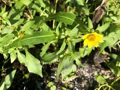 Bidens laevis