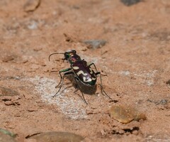 Cicindela fulgida