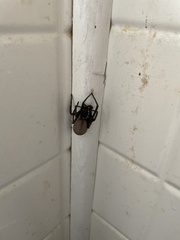 Kukulcania hibernalis