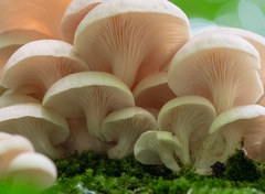 Pleurotus