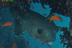 Diodon hystrix