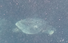 Eretmochelys imbricata