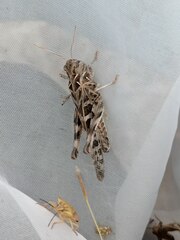 Oedaleus decorus