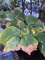 Hamamelis