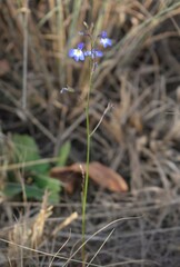 Lobelia erinus