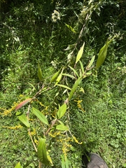 Asclepias incarnata