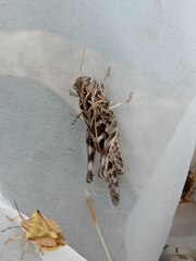Oedaleus decorus
