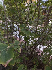 Hamamelis
