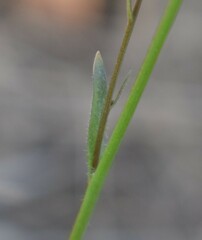 Lobelia erinus