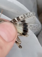 Oedaleus decorus