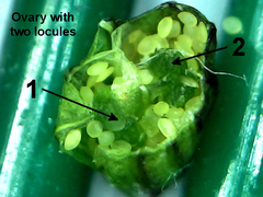Lobelia erinus