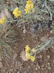 Helichrysum arenarium