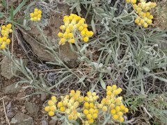 Helichrysum arenarium