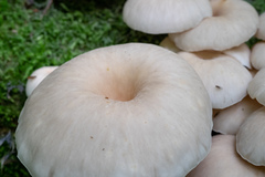 Pleurotus