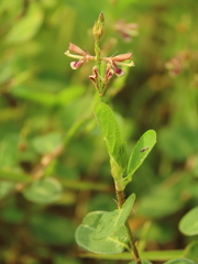 Alysicarpus ovalifolius