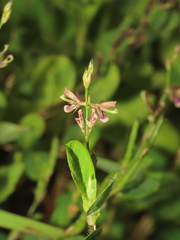 Alysicarpus ovalifolius