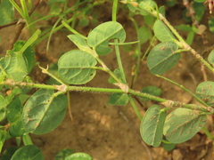 Alysicarpus ovalifolius