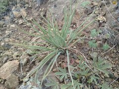 Takhtajaniantha austriaca