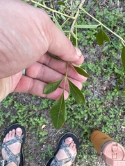 Fraxinus berlandieriana