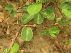 Alysicarpus ovalifolius