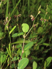 Alysicarpus ovalifolius