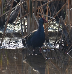 Porphyrio madagascariensis