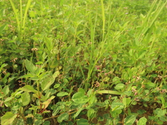 Alysicarpus ovalifolius