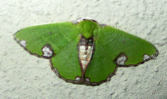 Neromia rhodomadia