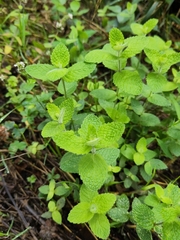 Mentha suaveolens