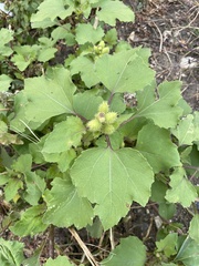 Xanthium orientale riparium