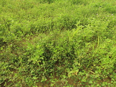 Alysicarpus ovalifolius