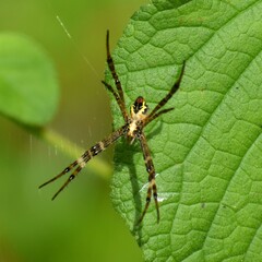 Argiope anasuja