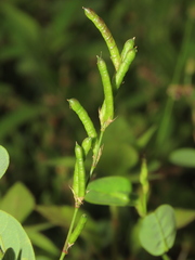 Alysicarpus ovalifolius