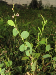 Alysicarpus ovalifolius