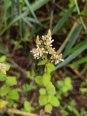 Mentha suaveolens