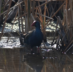 Porphyrio madagascariensis