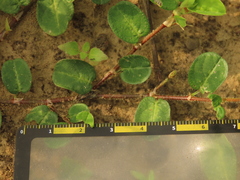 Alysicarpus ovalifolius