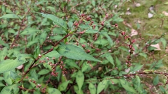 Persicaria posumbu