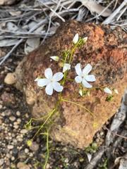 Drosera pallida