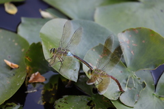 Anax parthenope julius
